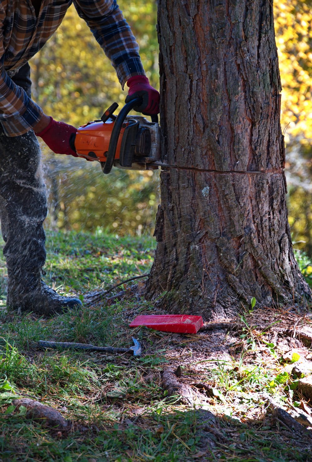 arborist-cutting-a-tree-with-chainsaw-2026-03-20-05-56-41-utc