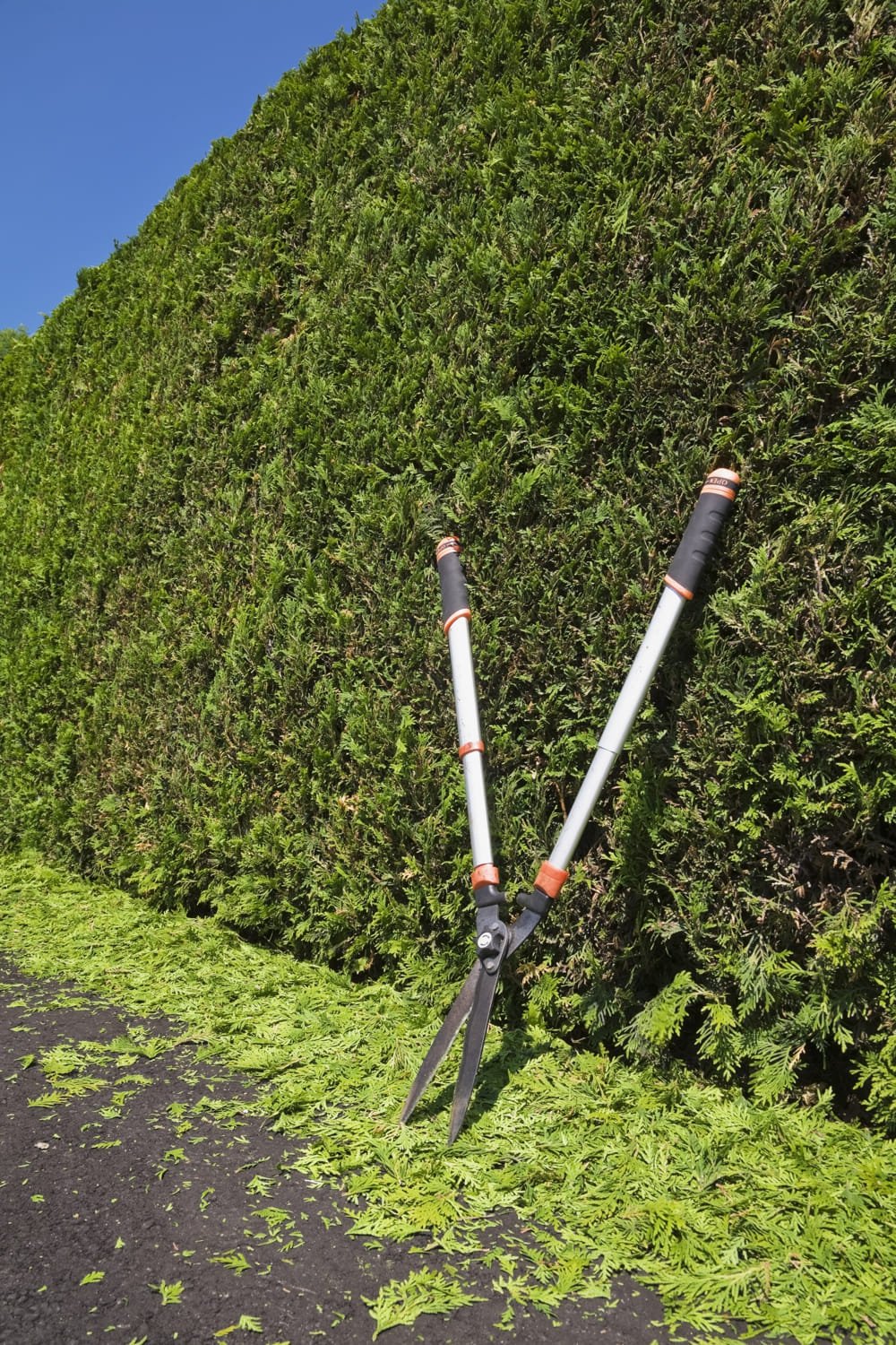 clipped-thuja-occidentalis-cedar-tree-hedge-with-2026-03-10-03-58-23-utc