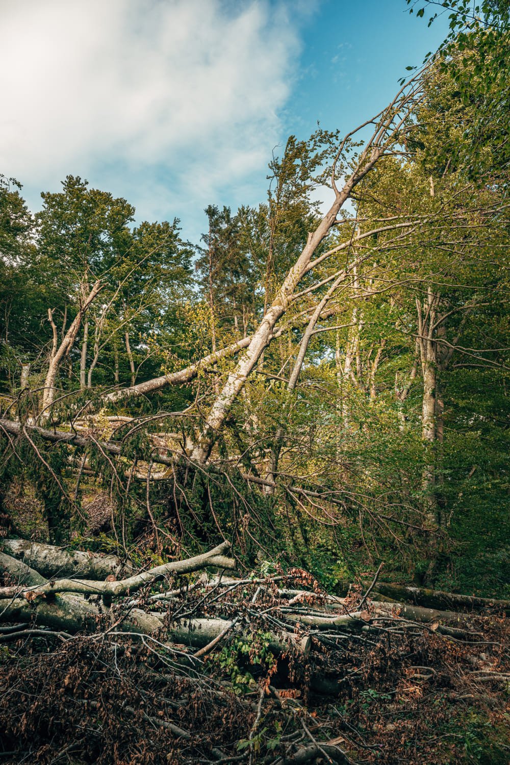 devastated-forest-landscape-after-severe-summer-st-2026-03-25-06-37-16-utc