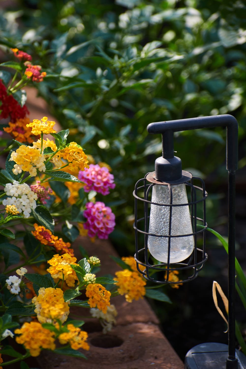 the-colorful-west-indian-lantana-flowers-2026-03-24-09-00-58-utc